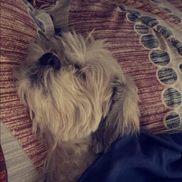 Meet your Posher, Tyce - Picture 2 of 5